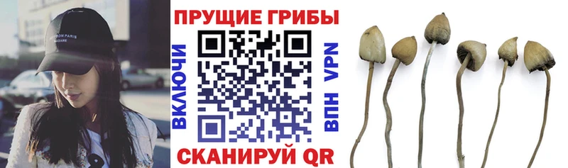 Купить  Рыбное  Псилоцибиновые грибы MAGIC MUSHROOMS 